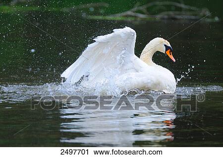 Mute swan (Cygnus olor) flapping wings in pond View Large Photo Image Stock Image - Mute swan (Cygnus olor) flapping wings in pond . Fotosearch