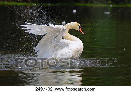 Stock Image - Mute swan (Cygnus olor) flapping wings in pond . Fotosearch