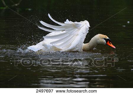 Stock Photo - Mute swan (Cygnus olor) flapping wings in pond . Fotosearch