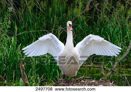 Mute swan (Cygnus olor) flapping wings in its nest View Large Photo Image Stock Photo - Mute swan (Cygnus olor) flapping wings in its nest . Fotosearch