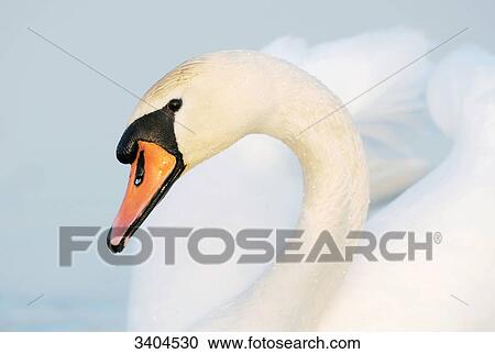 Mute swan (Cygnus olor), Franconia, Germany, portrait View Large Photo Image Stock Image - Mute swan (Cygnus olor), Franconia, Germany, portrait . Fotosearch
