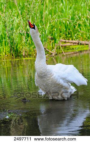 Mute swan (Cygnus olor) swimming in lake View Large Photo Image Stock Image - Mute swan (Cygnus olor) swimming in lake . Fotosearch