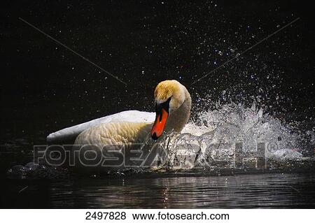 Mute swan (Cygnus olor) swimming in lake View Large Photo Image Stock Photo - Mute swan (Cygnus olor) swimming in lake . Fotosearch
