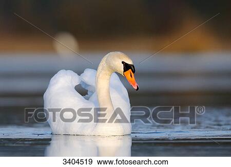 Mute swan (Cygnus olor) swimming, Franconia, Germany View Large Photo Image Stock Photo - Mute swan (Cygnus olor) swimming, Franconia, Germany . Fotosearch