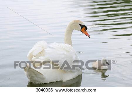 Mute swan (Cygnus olor) swimming with chick, Bavaria, Germany View Large Photo Image Stock Photograph - Mute swan (Cygnus olor) swimming with chick, Bavaria, Germany . Fotosearch