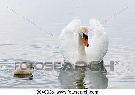 Mute swan (Cygnus olor) swimming with chick, Bavaria, Germany View Large Photo Image Stock Photography - Mute swan (Cygnus olor) swimming with chick, Bavaria, Germany . Fotosearch