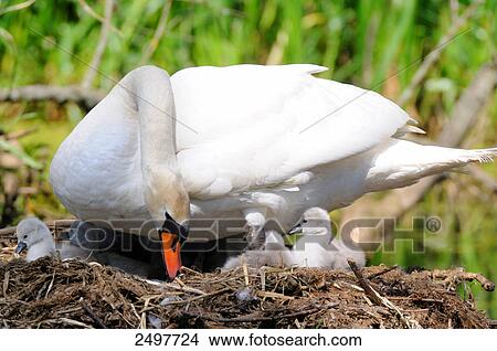 Mute swan (Cygnus olor) with its cygnets in nest View Large Photo Image Picture - Mute swan (Cygnus olor) with its cygnets in nest . Fotosearch