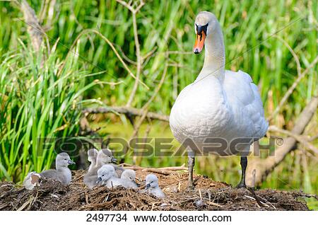 Picture - Mute swan (Cygnus olor) with its cygnets in nest . Fotosearch