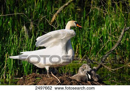 Mute swan (Cygnus olor) with its cygnets in nest View Large Photo Image Stock Image - Mute swan (Cygnus olor) with its cygnets in nest . Fotosearch
