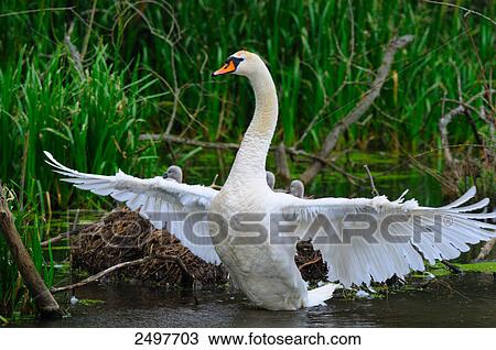 Mute swan (Cygnus olor) with its cygnets at nest View Large Photo Image Stock Image - Mute swan (Cygnus olor) with its cygnets at nest . Fotosearch