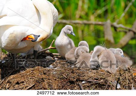 Mute swan (Cygnus olor) with its cygnets in nest View Large Photo Image Stock Image - Mute swan (Cygnus olor) with its cygnets in nest . Fotosearch