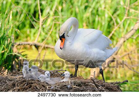 Mute swan (Cygnus olor) with its cygnets in nest View Large Photo Image Stock Image - Mute swan (Cygnus olor) with its cygnets in nest . Fotosearch