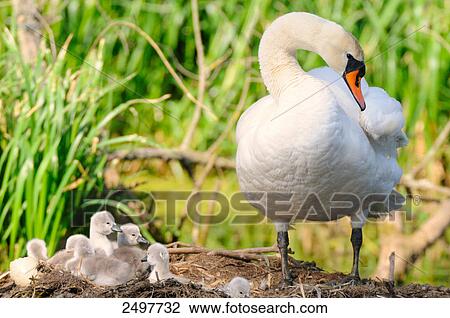 Mute swan (Cygnus olor) with its cygnets in nest View Large Photo Image Stock Image - Mute swan (Cygnus olor) with its cygnets in nest . Fotosearch