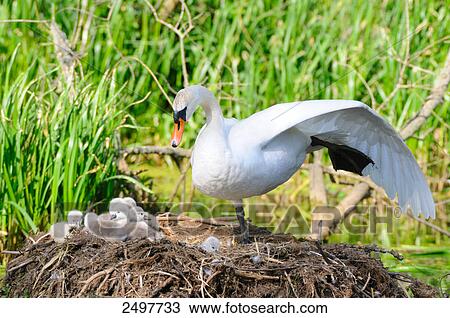 Stock Image - Mute swan (Cygnus olor) with its cygnets in nest . Fotosearch