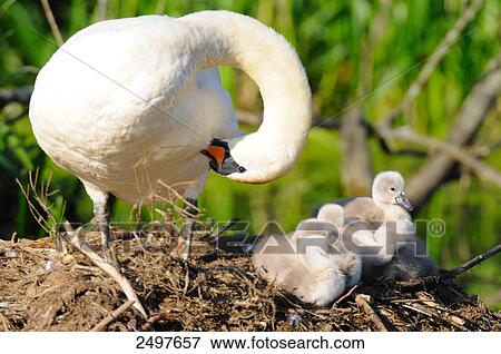 Mute swan (Cygnus olor) with its cygnets in nest View Large Photo Image Stock Photo - Mute swan (Cygnus olor) with its cygnets in nest . Fotosearch