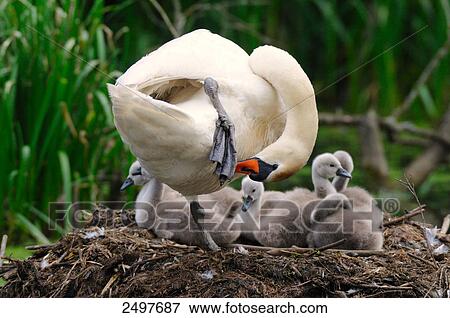 Stock Photo - Mute swan (Cygnus olor) with its cygnets in nest . Fotosearch