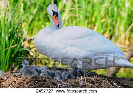 Stock Photo - Mute swan (Cygnus olor) with its cygnets in nest . Fotosearch