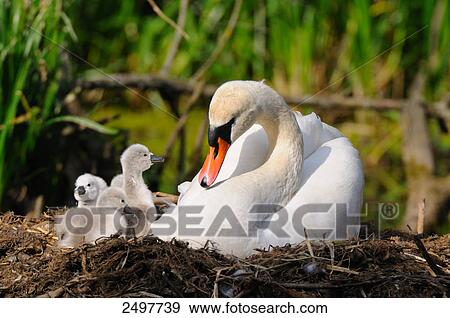 Mute swan (Cygnus olor) with its cygnets in nest View Large Photo Image Stock Photo - Mute swan (Cygnus olor) with its cygnets in nest . Fotosearch