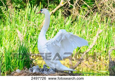 Mute swan (Cygnus olor) with its cygnets in nest View Large Photo Image Stock Photograph - Mute swan (Cygnus olor) with its cygnets in nest . Fotosearch
