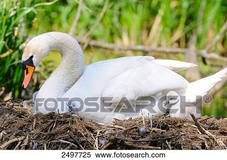 Stock Photography - Mute swan (Cygnus olor) with its cygnets in nest . Fotosearch