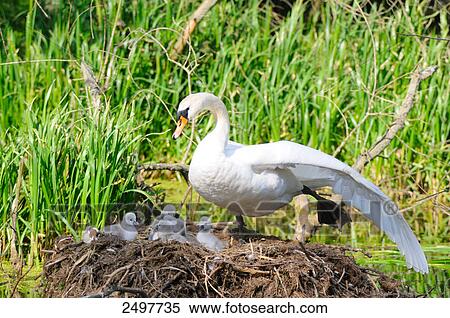 Mute swan (Cygnus olor) with its cygnets in nest View Large Photo Image Stock Photography - Mute swan (Cygnus olor) with its cygnets in nest . Fotosearch