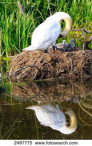 Mute swan (Cygnus olor) with its cygnets in nest View Large Photo Image Stock Photography - Mute swan (Cygnus olor) with its cygnets in nest . Fotosearch