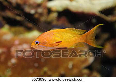 Neolamprologus daffodil View Large Photo Image Stock Image - Neolamprologus daffodil . Fotosearch