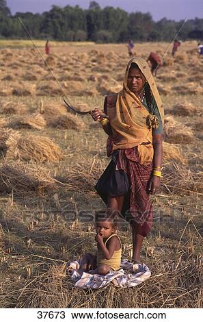 Stock Image - Nepalese woman working in field, Nepal . Fotosearch