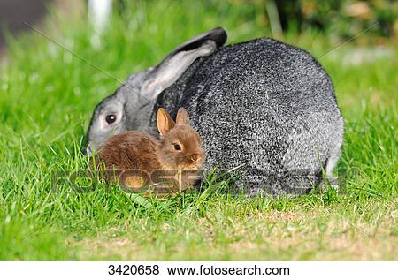 Netherland Dwarf and American Chinchilla sitting in the grass View Large Photo Image Stock Photo - Netherland Dwarf and American Chinchilla sitting in the grass . Fotosearch