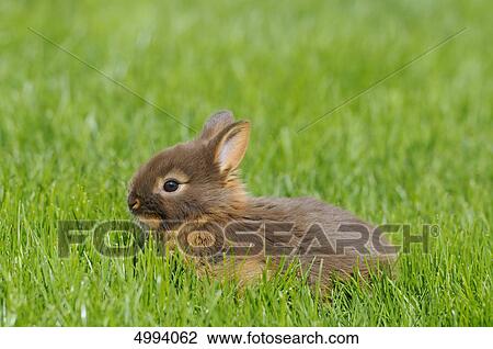 Netherland Dwarf in grass View Large Photo Image Stock Image - Netherland Dwarf in grass . Fotosearch