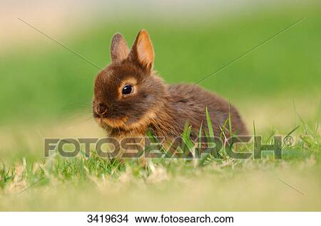 Netherland Dwarf sitting in the grass View Large Photo Image Picture - Netherland Dwarf sitting in the grass . Fotosearch