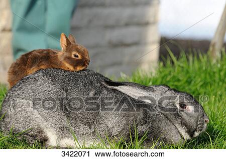 Netherland Dwarf sitting on the back of an American Chinchilla, side view View Large Photo Image Stock Image - Netherland Dwarf sitting on the back of an American Chinchilla, side view . Fotosearch