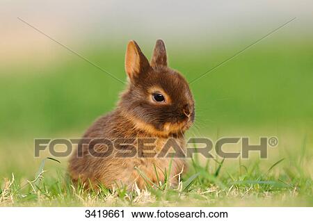 Stock Image - Netherland Dwarf sitting on the grass . Fotosearch