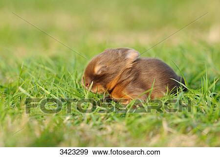 Netherland Dwarf sitting on the grass, side view View Large Photo Image Stock Photo - Netherland Dwarf sitting on the grass, side view . Fotosearch