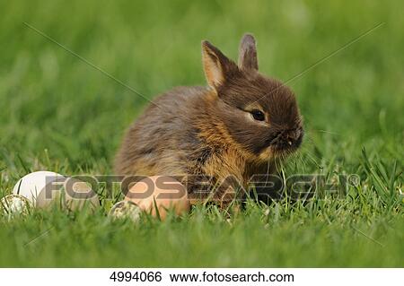 Netherland Dwarf with eggs in grass View Large Photo Image Stock Photograph - Netherland Dwarf with eggs in grass . Fotosearch