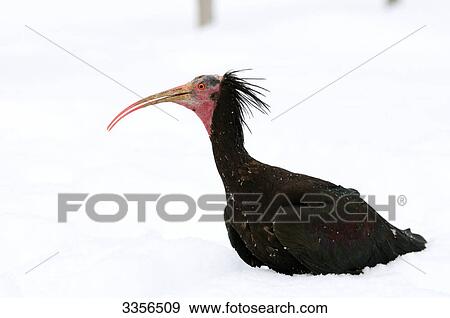 Stock Photo - Northern Bald Ibis (Geronticus eremita) in the snow, side view . Fotosearch
