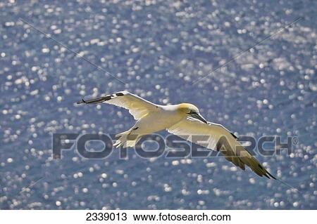 Northern Gannet (Sula Bassanus) in flight, North Frisian Islands, Helgoland, Schleswig-Holstein, Germany View Large Photo Image Stock Image - Northern Gannet (Sula Bassanus) in flight, North Frisian Islands, Helgoland, Schleswig-Holstein, Germany . Fotosearch