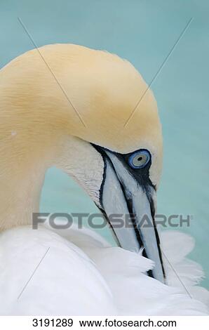 Northern Gannet (Sula bassanus), close-up View Large Photo Image Stock Photo - Northern Gannet (Sula bassanus), close-up . Fotosearch