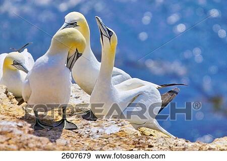 Northern Gannets (Sula bassana) at coast, North Frisian Islands, Helgoland, Schleswig-Holstein, Germany View Large Photo Image Stock Photo - Northern Gannets (Sula bassana) at coast, North Frisian Islands, Helgoland, Schleswig-Holstein, Germany . Fotosearch