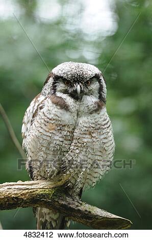 Northern Hawk Owl (Surnia ulula) on branch View Large Photo Image Stock Image - Northern Hawk Owl (Surnia ulula) on branch . Fotosearch
