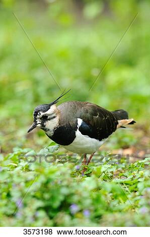 Northern Lapwing (Vanellus vanellus) in meadow View Large Photo Image Stock Photo - Northern Lapwing (Vanellus vanellus) in meadow . Fotosearch