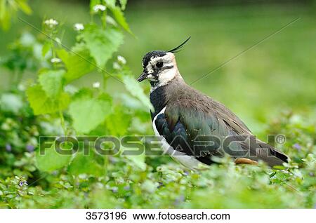 Stock Photograph - Northern Lapwing (Vanellus vanellus) in meadow . Fotosearch