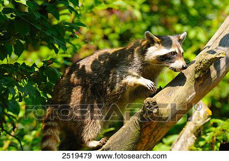 Stock Photo - Northern raccoon (Procyon lotor) climbing on tree . Fotosearch