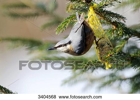 Nuthatch (Sitta europaea) perching on a fat ball, Franconia, Germany View Large Photo Image Stock Photo - Nuthatch (Sitta europaea) perching on a fat ball, Franconia, Germany . Fotosearch
