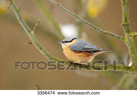 Picture - Nuthatch (Sitta europaea) sitting on a twig, Bavaria, Germany, close-up . Fotosearch