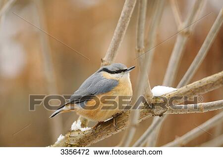 Stock Image - Nuthatch (Sitta europaea) sitting on a twig, Bavaria, Germany, close-up . Fotosearch