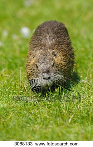 Stock Image - Nutria (Myocastor coypus) on a meadow, close-up, front view . Fotosearch