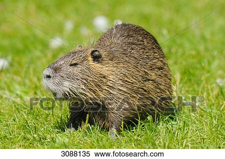 Nutria (Myocastor coypus) on a meadow, close-up View Large Photo Image Stock Photography - Nutria (Myocastor coypus) on a meadow, close-up . Fotosearch