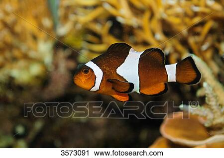 Ocellaris clownfish (Amphiprion ocellaris) View Large Photo Image Stock Image - Ocellaris clownfish (Amphiprion ocellaris) . Fotosearch