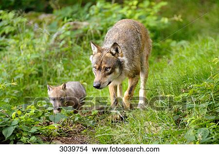 Old and Young grey wol, canis lupus, Bavarian Forest, Germany View Large Photo Image Picture - Old and Young grey wol, canis lupus, Bavarian Forest, Germany . Fotosearch